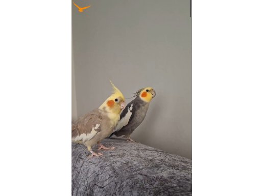 Bir çift hazır erkek konuşuyor sultan papağanı