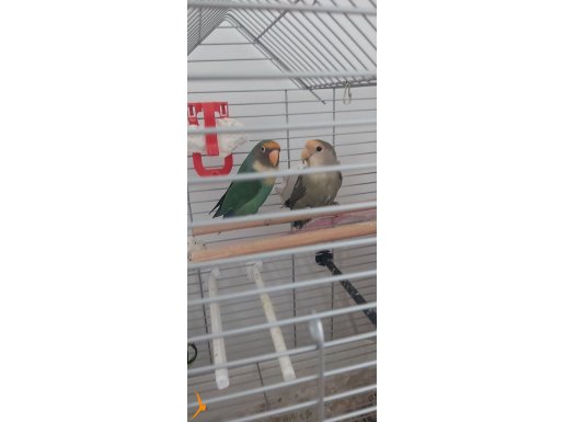 Uygun Fiyata Eşli Sevda Papağan Kafesiyle Birlikte 