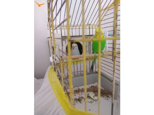 Ücretsiz yumurtalı Muhabbet kuşu