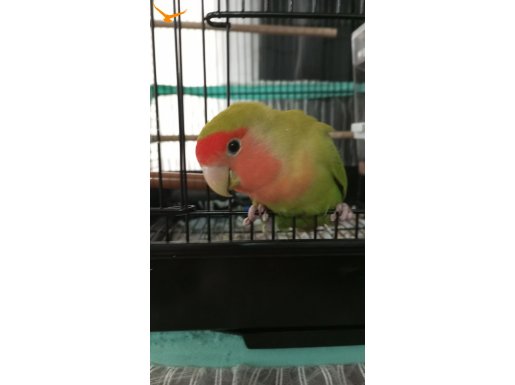 11 aylık erkek sevda papağanı 