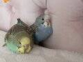 Ele alışkın mavi 38 günlük yavru muhabbet kuşu 