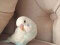 1 aylık el beslemesi ele alışkın jumbo muhabbet kuşu yavrusu