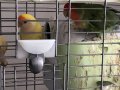Çift yumurtlar durumda sevda papağanı