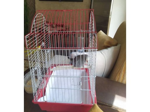 Kafesi ile birlikte yavru 