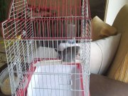 Kafesi ile birlikte yavru 