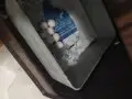 Yavru da var yumurtalı çift te