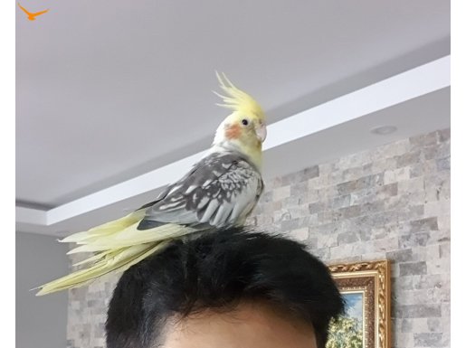 7 aylık sultan papağanı, kafesiyle birlikte