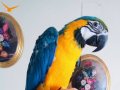 Ful evcil maskot gibi macaw 10 aylık konuşma mevcut