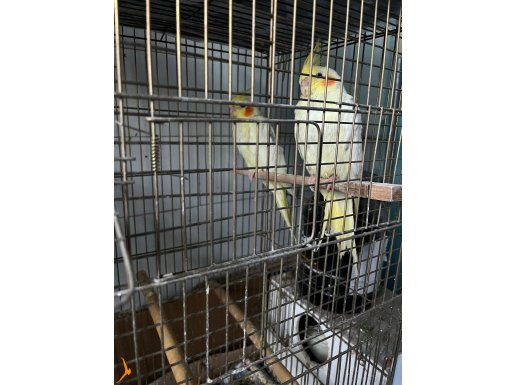 4  Aylık Lutino Sultan Papağanı
