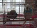 Eş muhabbet kuşları 