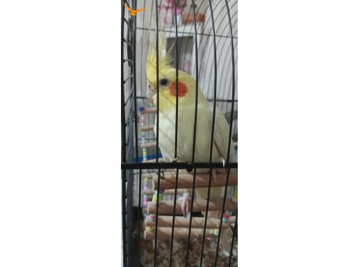 satılık sultan papağanı