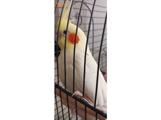    Kafesle Satılık sultan papağanı