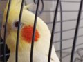    Kafesle Satılık sultan papağanı