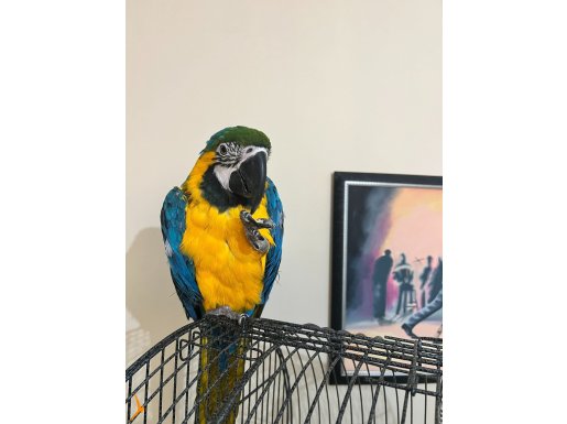 Ara Macaw +Evcil Konuşan Acil
