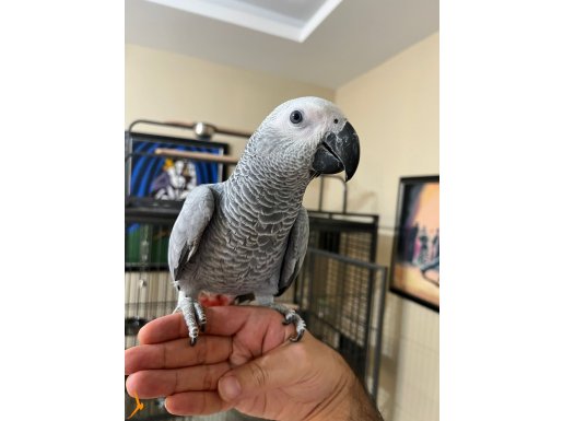 Full Evcil El Besleme Jako