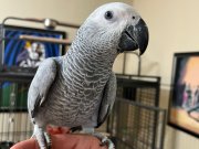 Full Evcil El Besleme Jako