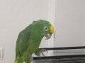 Sarı anlı Amazon papağanı 