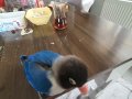 4 yaşında evcil cennet papagani
