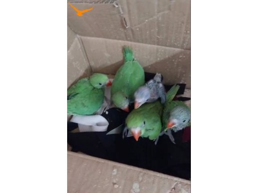 EL BESLEME BEBEK PAKİSTAN 