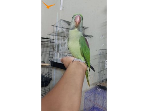 YEME YENİ DÜŞMEK ÜZERE JUNBO BOY ALEX İSKENDER