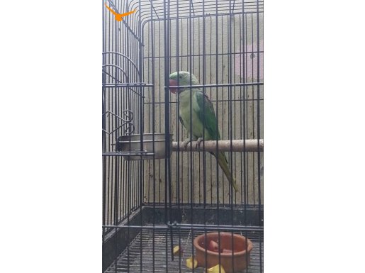 EĞİTİME AÇIK 5 AYLIK YAVRU ALEX İSKENDER
