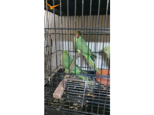 ELE KOLA ALIŞTIRMALIK KONUŞTURMALIK YAVRU PSKİSTAN YAVRU 