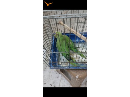 Ele kola alıştırmalık Konuşturmalık Yavru pakistan