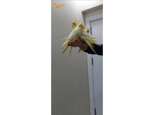 YEME DÜŞMEK ÜZERE EL BESLEME YAVRU SULTAN