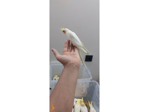 EL BESLEME JUMBO BOY YAVRU SULTAN EV ÜRETİMİ KAPALI BİLENZİK