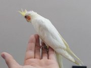 EL BESLEME JUMBO BOY YAVRU SULTAN EV ÜRETİMİ KAPALI BİLENZİK