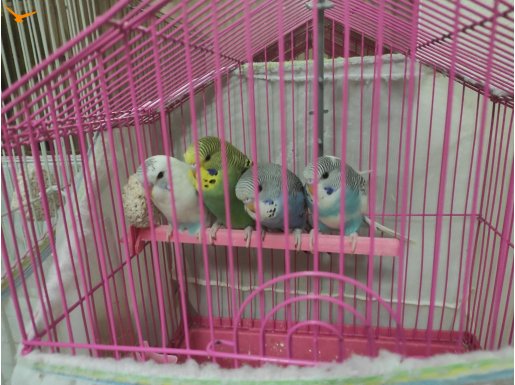 Evcil rengarenk yavru muhabbet kuşları 