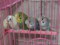 Evcil rengarenk yavru muhabbet kuşları 