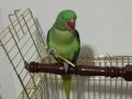 Sevimli Alexander papağanı yavru Jumbo boy 