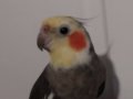 1.5 yaşında iki kelime söyleyebilen erkek gri sultan papağan