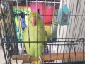 Pakistan papağani 