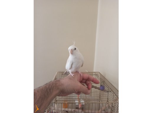 Albino 