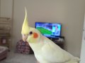Sultan papağanı 