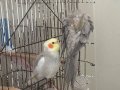 Sultan Papağanı Konuşuyor 