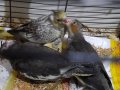 20 günlük sultan papağanı yavrusu 