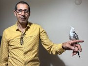 ELE ALIŞIK WİFİ DİŞİ SULTAN PAPAĞANI