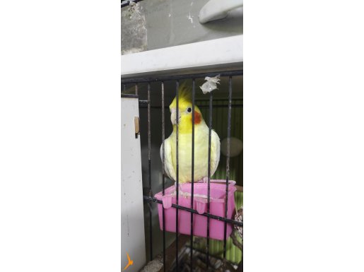 Silli ile paşa çift takim sultan papağanı satlik acil