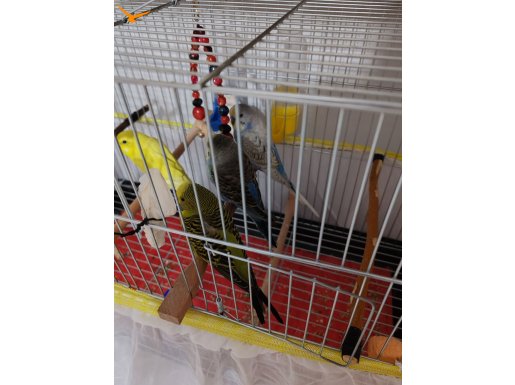Kafesle beraber2 dişi 2 erkek 2-3 aylık yavru muhabbet kuşu 