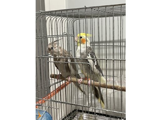 Yeni esleme sultan papagan cifti