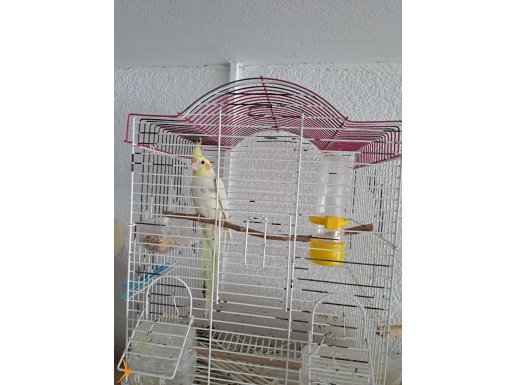 3 ve 4 aylık 2 Pied Sultan Papağanı