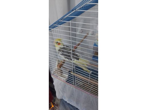 Sultan papağanı ve içi full dolu kafes