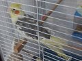 Sultan papağanı ve içi full dolu kafes