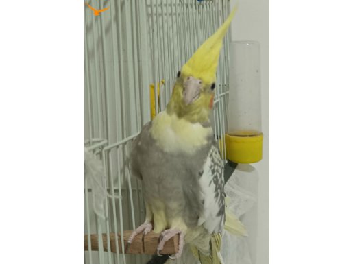 7aylik sultan papağanı 