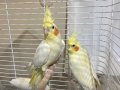 Çift lutino sultan papağanı