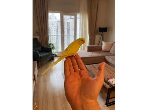 1 yaşında sarı muhabbet kuşu 