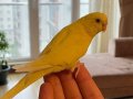 1 yaşında sarı muhabbet kuşu 